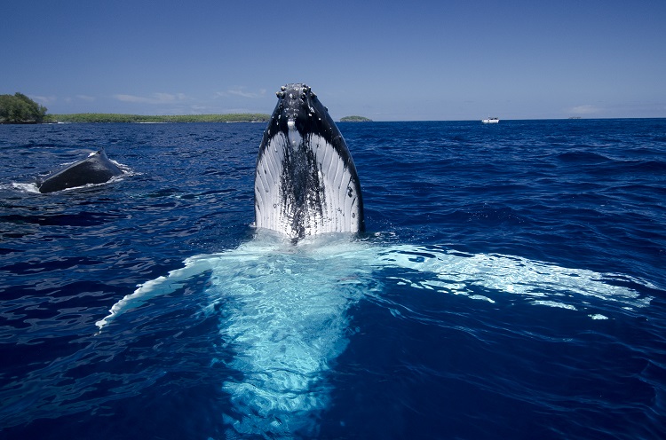 Tonga - Vava'u - Swim with Humpback Whales
